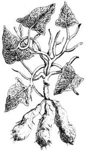 Sweet Potato Botanical Illustration